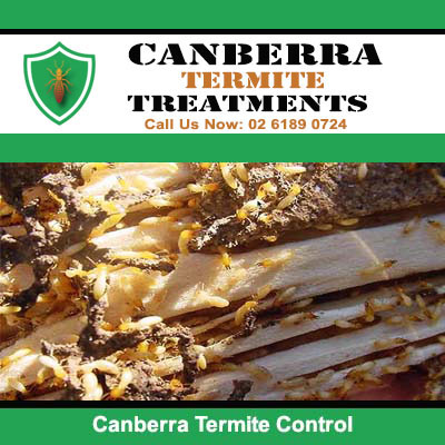 Close-up of active termite infestation in Canberra