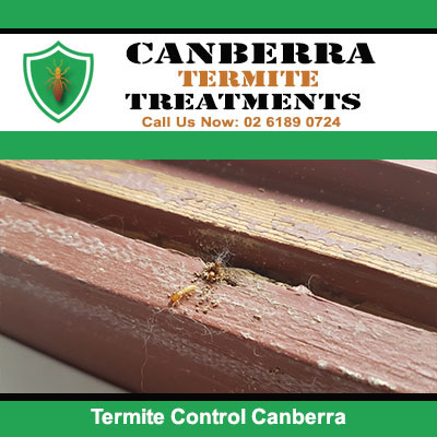 Termite mud tubes on wooden beam in Canberra