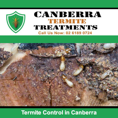 Active termites on deteriorated wood in Canberra