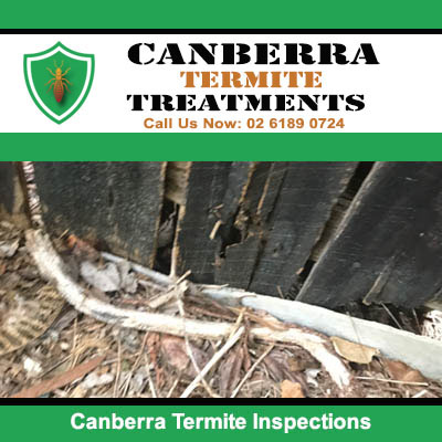 Close-up of termite inspections in Canberra