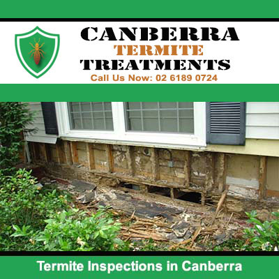 Termite damage to house foundation in Canberra